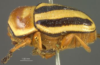 Media type: image;   Entomology 8394 Aspect: habitus lateral view